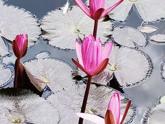 -国家植物园南园