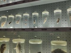 -贝林大翅鲸简餐厅(国家海洋博物馆店)