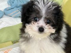 -佳雯宠物医院·皮肤科·内外科(春晓路分院)