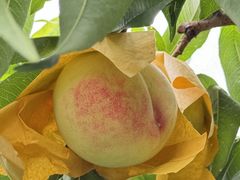 -老袁家蜜桃农场·阳山水蜜桃