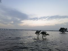 -宝安西湾红树林湿地公园