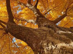 -味多美蛋糕(看丹桥店)