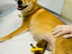 -达爱动物医院·犬猫分区·CT·复杂眼科(远洋山水分院)