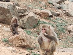 -石家庄市动物园