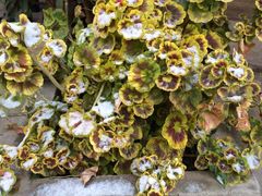 景点-丽江千古情