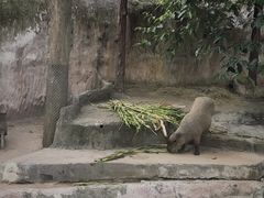 -清迈夜间动物园