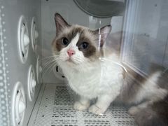 -爱洗澡的猫(望京店)