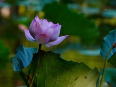 -烈士陵园(地铁站)