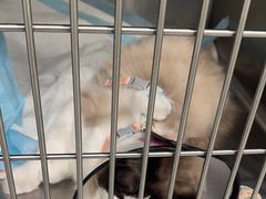 -艾吉宠物医院·疑难杂症转诊中心·猫友好(碧江路院)