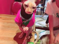 -猫色咖啡·猫咖