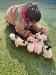 -萌宠亲子动物乐园(槐房万达店)