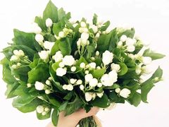-志龙皇冠吃货椰子铺
