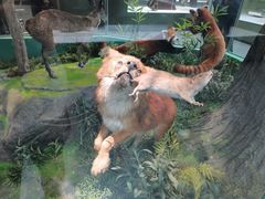 -国家自然博物馆