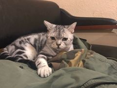 -猫友咖啡店(玉林西路店)
