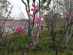 -上海长兴岛郊野公园