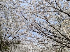 -高东镇樱花园