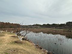 -上海海湾国家森林公园