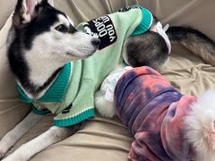 -怪兽屋·羊驼·猫咖·狗咖(俊华广场店)