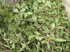 -马陆小张葡萄园农家乐