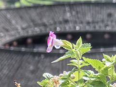 -福建土楼(南靖)景区