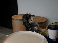 -麻雀咖啡SPARROW COFFEE(十全街店)