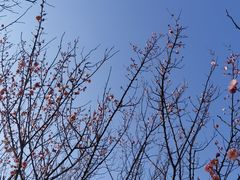 -东平国家森林公园