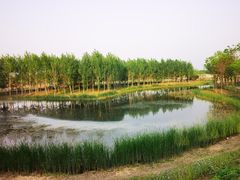 -东郊湿地公园