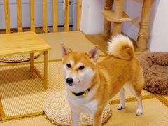 -柴迷FANS CLUB·柴犬狗咖·猫咖