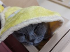 -瑞派宠物医院·24h·骨外科·皮肤科·全科宠物医疗转诊中心(沈阳浑南院)
