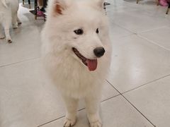-安格丽娜·狗咖·猫咖羊驼咖(春熙路百盛商场店)