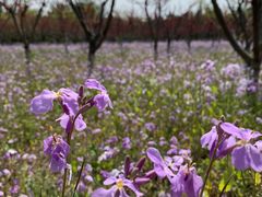 -苏家坨柳林村二月兰花海