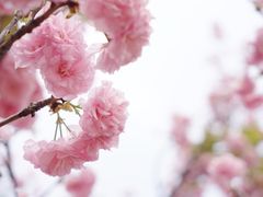 -天适樱花悠乐园