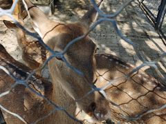 -长白岛森林公园