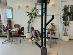 -共舞时光猫咖·狗咖(新街口店)