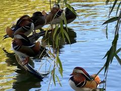 -三忘湖 SWANSEEN(柳荫公园店)