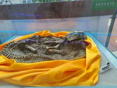 -诸城市恐龙博物馆