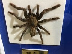 -上海昆虫博物馆