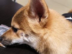 -逗柴咖啡屋·狗咖猫咖宠物桌游