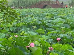 -荷塘月色湿地公园·向阳花洲