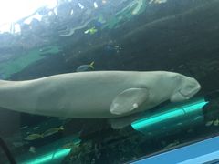 -悉尼海洋生物水族馆