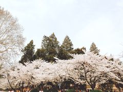 -武汉大学-樱园