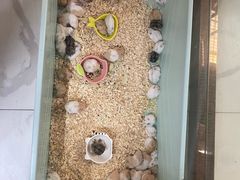 -保定市花鸟鱼虫市场