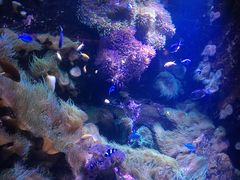 -悉尼海洋生物水族馆