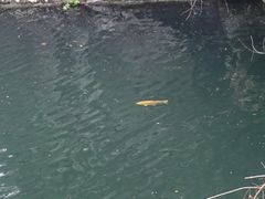 -千岛湖东南湖区