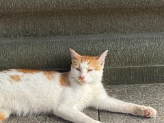 -龙华寺