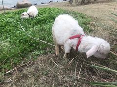 -上海滴水湖皇冠假日酒店