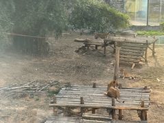 -泉州海丝野生动物世界
