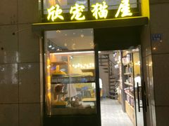 -欣宠猫屋·矮脚拿破仑·蓝金金渐层