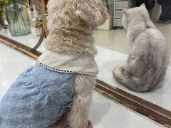 -共舞时光猫咖·狗咖(新街口店)