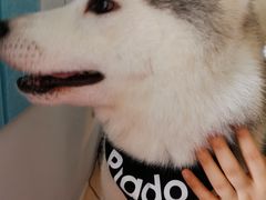 prado-Husky Go! 哈士奇体验馆·宠物咖啡厅狗咖